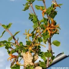 Image result for Fockea angustifolia