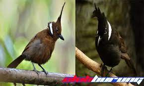 Suara Cililin Burung