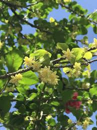 Image result for Dovyalis zeyheri