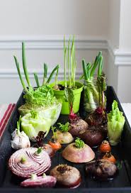 How to plant asparagus crowns. How To Regrow Vegetable Scraps Simple Bites