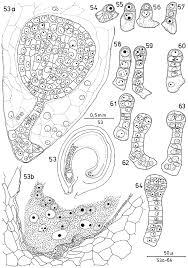 Image result for Lophiocarpaceae