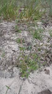 Image result for Ceratotheca sesamoides