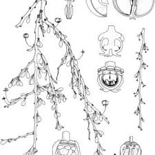 Image result for Phyllanthus kaessneri