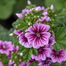 Maybe you would like to learn more about one of these? Explain Flowering Plant Completely Surrounded By Work On Lawn 6 Crossword Clue Crossword Dictionary Wordplays Com