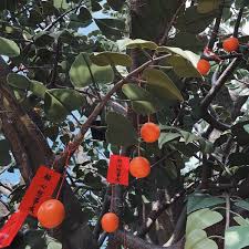 Fruit, tree 4k wallpaper resolution: Wallpaper Fruit Tree Branch Produce Woody Plant Twig Background Download Free Image