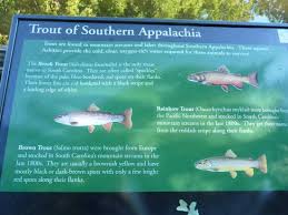 Check spelling or type a new query. Fish Picture Of Jones Gap State Park Marietta Tripadvisor