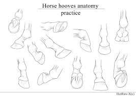 Horse Hooves Anatomy Practice By Horraw X Horse Drawings Horse Drawing Tutorial Horse Sketch