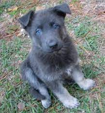 A Beautiful Powder Blue German Shepherd I Have Never Seen One Of These But Now I Want One Blue German Shepherd German Shepherd Dogs Shepherd Puppies