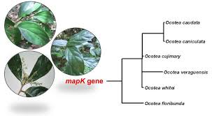 Image result for Ocotea