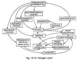 Nitrogen Cycle With Diagram Plant Physiology