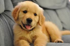 #dogprice#doglovers#2020dog price in srilanka 2020thank you everyone. 30 Adorable Puppies Even The Grumpiest Person Can T Help But Smile At Golden Retriever Cute Puppies White Golden Retriever Puppy