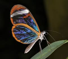Black And White Striped Insect With Wings Glasswinged Butterfly Greta Oto Glasswinged Butterfly Glasswing Butterfly Insects