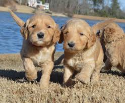 Get the most relevant results on searchandshopping.org. Oodles Of Doodles Goldendoodle Puppies Dacula Ga Patch
