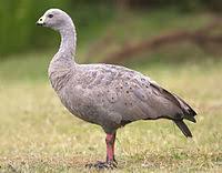 Now its your turn, the more we share the more we have. Goose Wikipedia