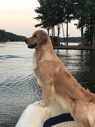 Browse thru our id verified puppy for sale listings to find your perfect puppy in your area. Golden Retriever Breeder Lakebound Goldens Reputable Golden Retriever Breeder In North Carolina Golden Retriever Puppies