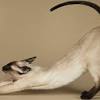 How much do siamese cats cost? Https Encrypted Tbn0 Gstatic Com Images Q Tbn And9gcq7q8lf B7tm 34ji6rclnsfyanwzxakrvrgfezw6qestkanask Usqp Cau