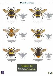 Id Chart Guide To Bees Of Britain