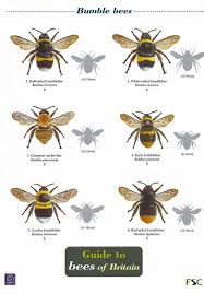 id chart guide to bees of britain