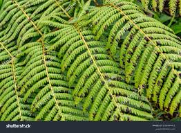 Image result for Cycnium recurvum