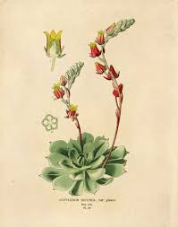 Vintage Flower Botanical Reproduction Print Flowering Succulent Biology Chart Educational Plate Cactus Succulents Prints Botanical Prints Botanical Drawings