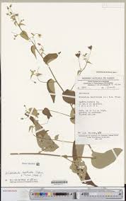 Image result for Wissadula