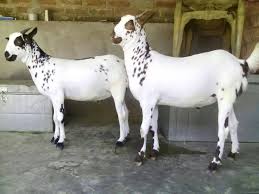 Bakri Ki Naslein Aur Visheshta Bakri Ki Nasle Boer Goat Boer Goat Beetal Saanen Goat Jamnapari Goat Sirohi Goat In 2020 Indian Goat Damascus Goat Saanen Goat