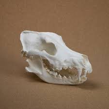 Media in category canis lupus skulls. German Shepherd Dog Skull Replica Replica Dog Skull