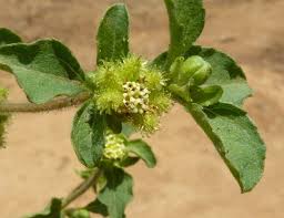 Image result for Acanthospermum