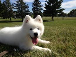 pin on samoyed