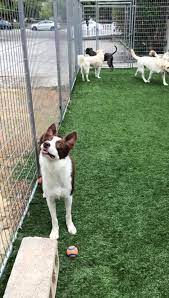 Check spelling or type a new query. Four Paws Pet Resort Home Facebook