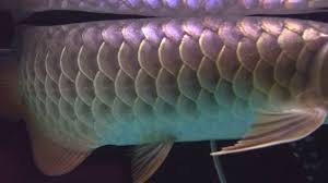 The chinese believe that the arowana (jin long yu) is symbol of good luck and wealthy. 16 Arwana Crossback 24k Blue Base Gif