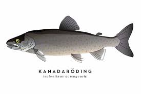 Use the print button to print from this page. 10 Fiskar Att Fa Pa Kroken I Swedish Lapland