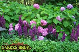 Use astilbe to light up a neglected part of your yard such as near a compost pile or along the side of an outbuilding or fence. How To Grow Astilbe Plants In Ireland From The Garden Shop