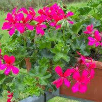 Image result for foto moud Forsterův