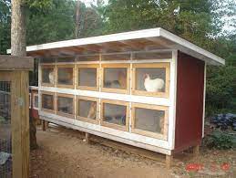 picture chickens backyard building a chicken coop chicken coop