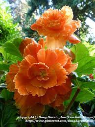 One Of The Best Choices For Shade Especially For Containers Apricot Begonias In My Garden Beautiful Flowers Pretty Flowers Orange Flowers