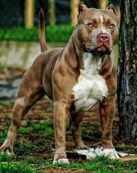 pin on favorite dogs