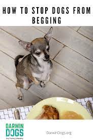 Dog Training Begging Dog Training Dogs Your Dog