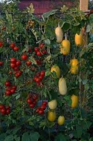 Beste 5 Gartenarbeit Fur Anfanger Einfache Moglichkeit Gemusegarten Gartnern Anfanger Be Gartenarbeit Gartenarbeit Fur Anfanger Gemuseanbau In Kubeln