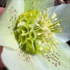 Image result for Pardancanda norrisii