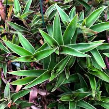 Image result for Cyanotis sp. aff. C. lapidosa