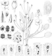 Image result for Ottelia lisowskii