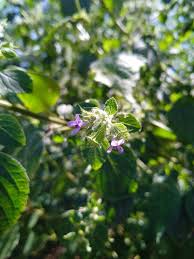 Image result for Mesosphaerum suaveolens