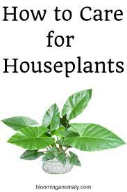 Want To Add Some Life To Your Home With Houseplants Learn About Different Types Of Houseplants And How To Care Houseplants Types Of Houseplants Growing Bulbs