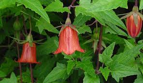 Image result for Canarina