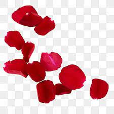 Petalas De Flores Rosa Comemoro Festival Flores Frescas Png Imagem Para Download Gratuito In 2021 Flower Petals Rose Flower Petals