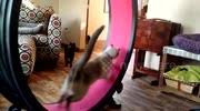 They bought me a cat exercise wheel! Newsflare This Cat Isn T Amazing At Using His Exercise Wheel