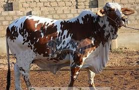 Image result for the super cow