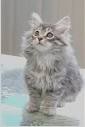 54 Most Beautiful Grey Siberian Cat Photos And Images