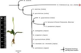 Image result for Ophioglossum gomezianum